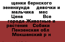 щенки бернского зененхунда. 2 девочки и 2 мальчика(2 мес.) › Цена ­ 22 000 - Все города Животные и растения » Собаки   . Пензенская обл.,Мокшанский р-н